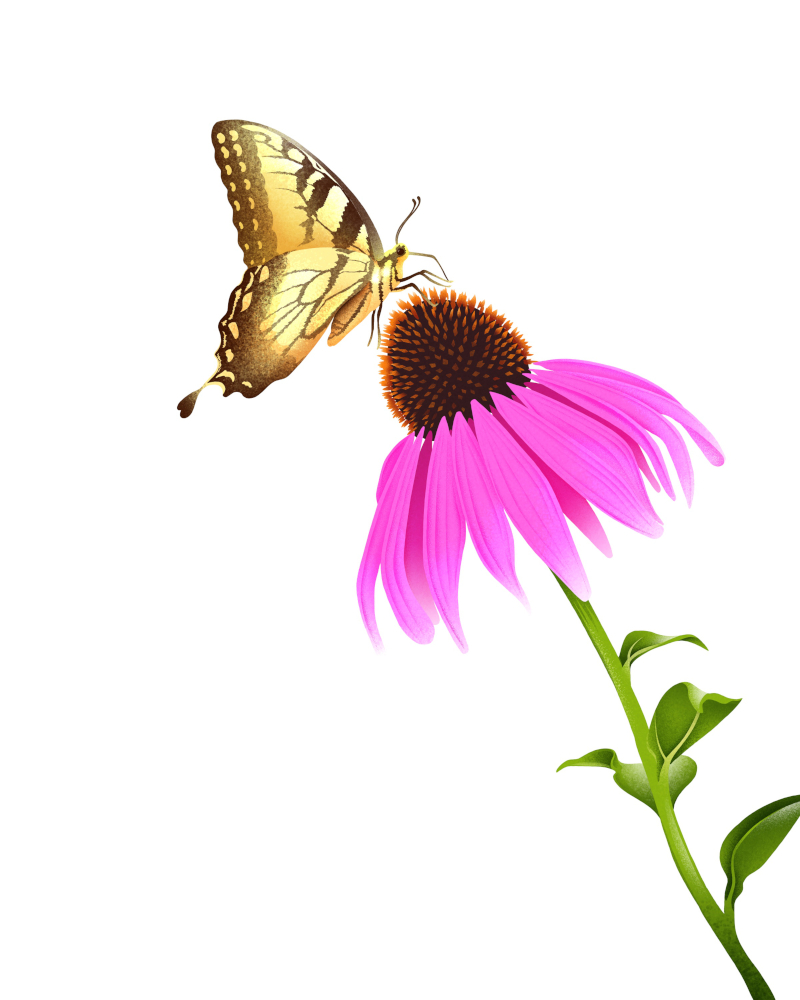Wildlife illustration of Swallowtail butterfly sipping nectar from Echinacea flower, also known as coneflower.